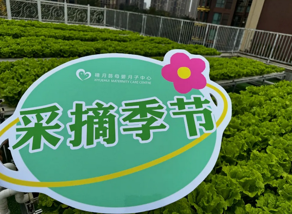 成都月子中心農場主|共享菜地，開啟有機坐月子生活5