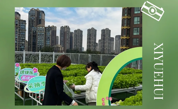 成都月子中心農場主|共享菜地，開啟有機坐月子生活7